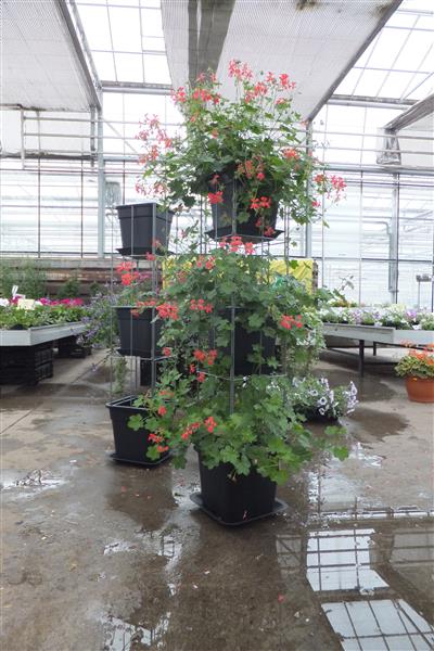 Grote foto aardbeien toren etag re of beplant met geraniums tuin en terras bloemen en planten