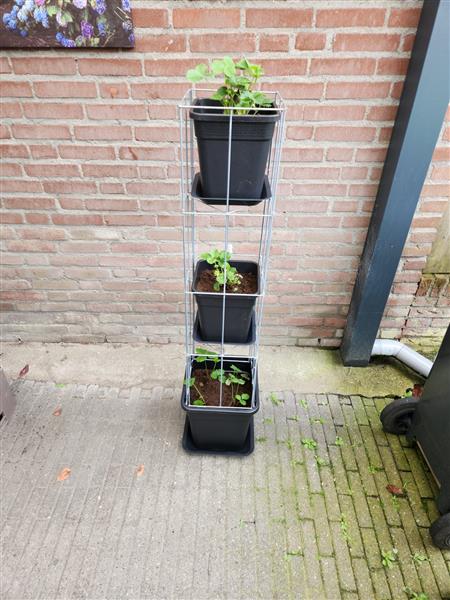 Grote foto aardbeien toren etag re of beplant met geraniums tuin en terras bloemen en planten