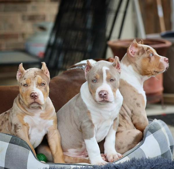 Grote foto cute american bully puppys ready dieren en toebehoren jack russells en terri rs