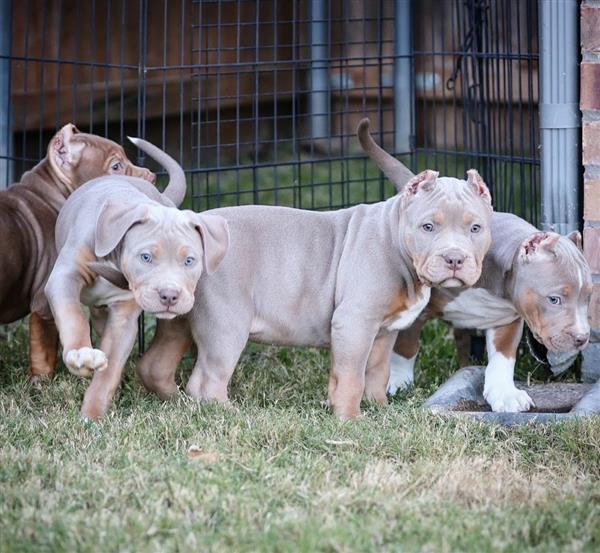 Grote foto cute american bully puppys ready dieren en toebehoren jack russells en terri rs