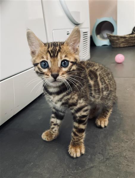 Grote foto f5 generatie bengals te koop dieren en toebehoren raskatten korthaar