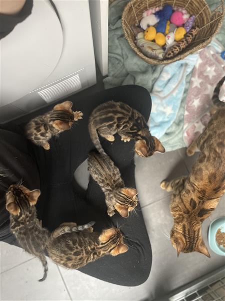 Grote foto f5 generatie bengals te koop dieren en toebehoren raskatten korthaar