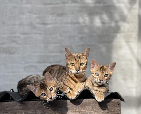 Grote foto f5 generatie bengals te koop dieren en toebehoren raskatten korthaar