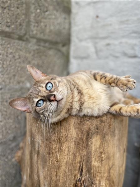 Grote foto f5 generatie bengals te koop dieren en toebehoren raskatten korthaar