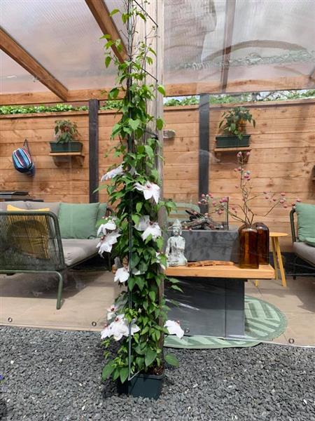 Grote foto klimplanten de hoogte in helpen clematis klimroos tuin en terras klimplanten