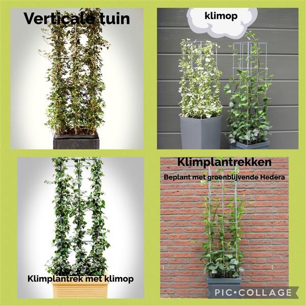 Grote foto klimplanten de hoogte in helpen clematis klimroos tuin en terras klimplanten