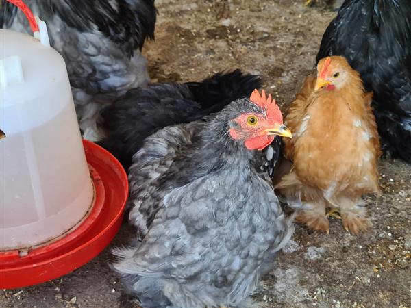 Grote foto cochin kriel haantjes gratis dieren en toebehoren pluimvee