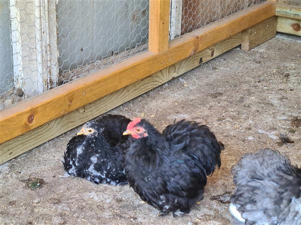 Grote foto cochin kriel haantjes gratis dieren en toebehoren pluimvee