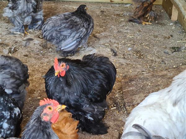 Grote foto cochin kriel haantjes gratis dieren en toebehoren pluimvee