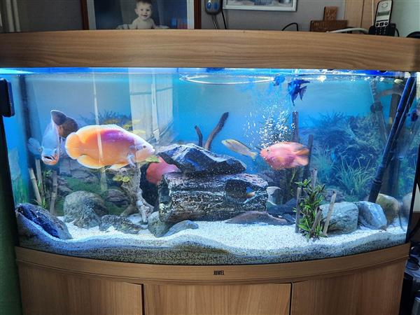 Grote foto te koop aquarium juwel vision 260 l dieren en toebehoren vissenkommen