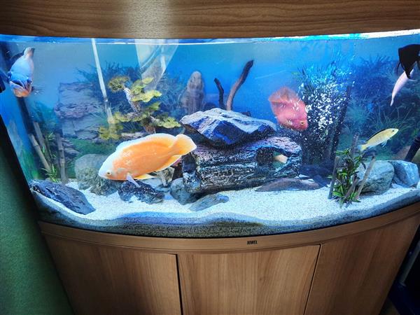 Grote foto te koop aquarium juwel vision 260 l dieren en toebehoren vissenkommen