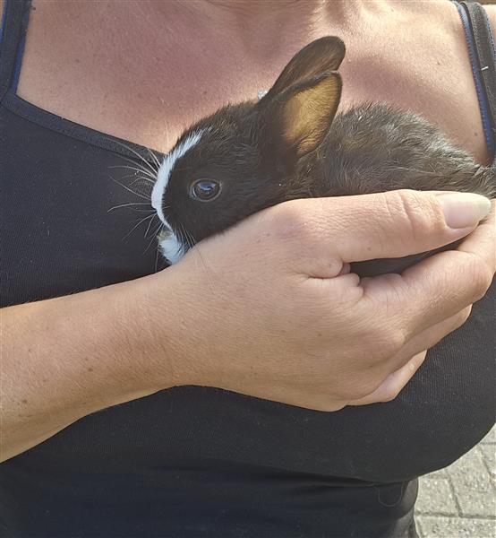 Grote foto konijntjes te koop dieren en toebehoren konijnen