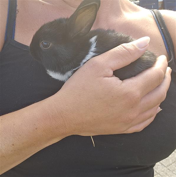 Grote foto konijntjes te koop dieren en toebehoren konijnen