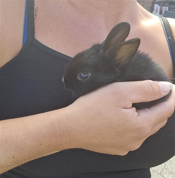 Grote foto konijntjes te koop dieren en toebehoren konijnen