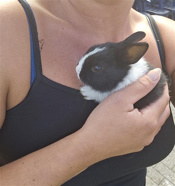 Grote foto konijntjes te koop dieren en toebehoren konijnen