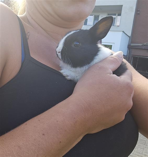 Grote foto konijntjes te koop dieren en toebehoren konijnen