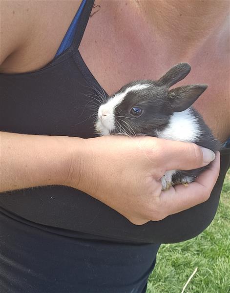 Grote foto konijntjes te koop dieren en toebehoren konijnen