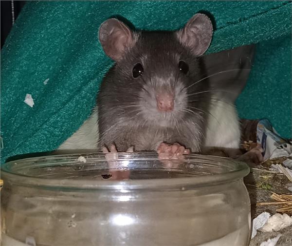 Grote foto 8 leuke tamme rittens ter adoptie dieren en toebehoren knaagdieren
