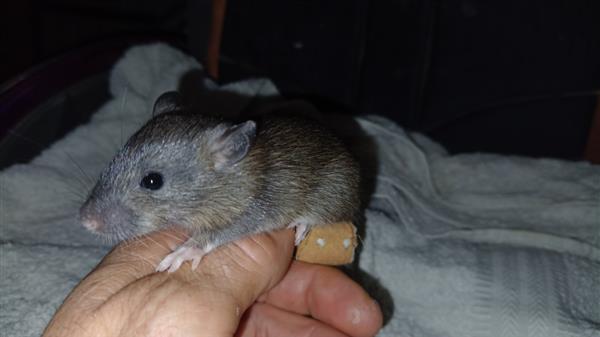 Grote foto 8 leuke tamme rittens ter adoptie dieren en toebehoren knaagdieren