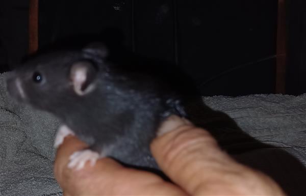 Grote foto 8 leuke tamme rittens ter adoptie dieren en toebehoren knaagdieren