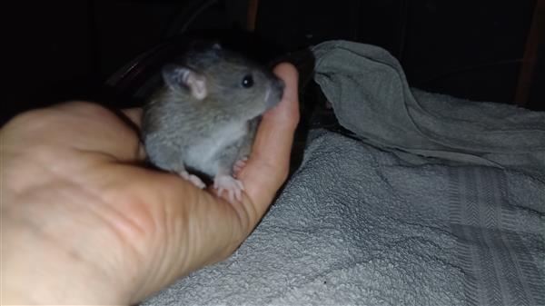 Grote foto 8 leuke tamme rittens ter adoptie dieren en toebehoren knaagdieren