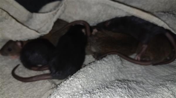 Grote foto 8 leuke tamme rittens ter adoptie dieren en toebehoren knaagdieren