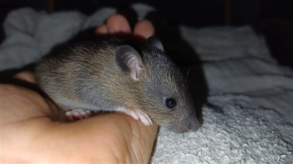 Grote foto 8 leuke tamme rittens ter adoptie dieren en toebehoren knaagdieren