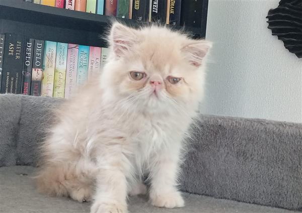 Grote foto superlief perzisch kitten katertje dieren en toebehoren raskatten langhaar