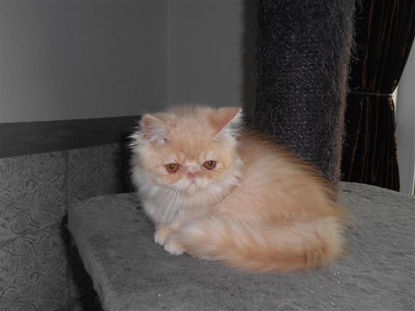 Grote foto superlief perzisch kitten katertje dieren en toebehoren raskatten langhaar