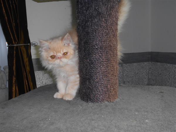 Grote foto superlief perzisch kitten katertje dieren en toebehoren raskatten langhaar