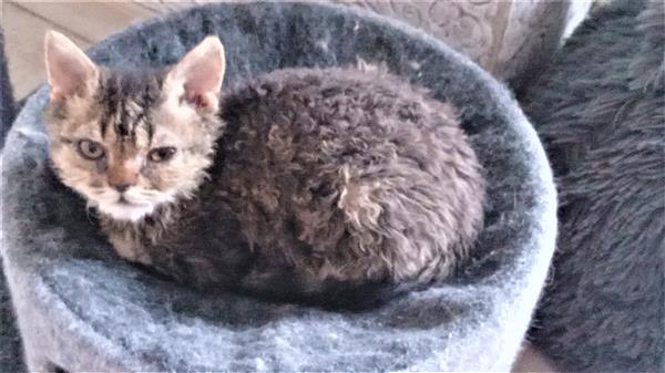 Grote foto superspeels selkirk rex kitten katertje dieren en toebehoren raskatten korthaar