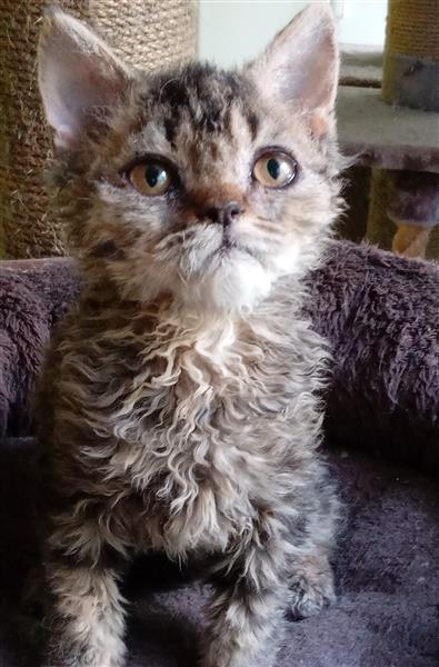 Grote foto superspeels selkirk rex kitten katertje dieren en toebehoren raskatten korthaar