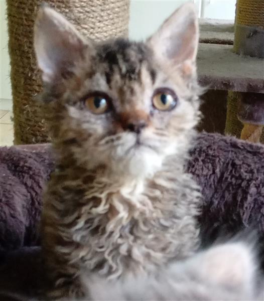Grote foto superspeels selkirk rex kitten katertje dieren en toebehoren raskatten korthaar