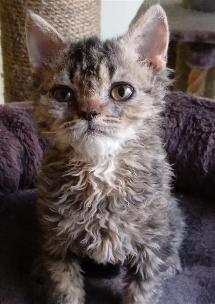 Grote foto superspeels selkirk rex kitten katertje dieren en toebehoren raskatten korthaar