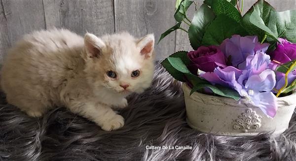 Grote foto superlieve selkirk rex kitten poesjes dieren en toebehoren raskatten korthaar