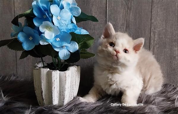 Grote foto superlieve selkirk rex kitten poesjes dieren en toebehoren raskatten korthaar