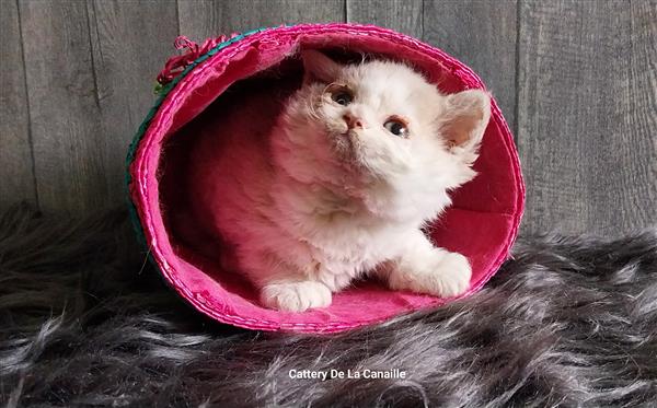 Grote foto superlieve selkirk rex kitten poesjes dieren en toebehoren raskatten korthaar