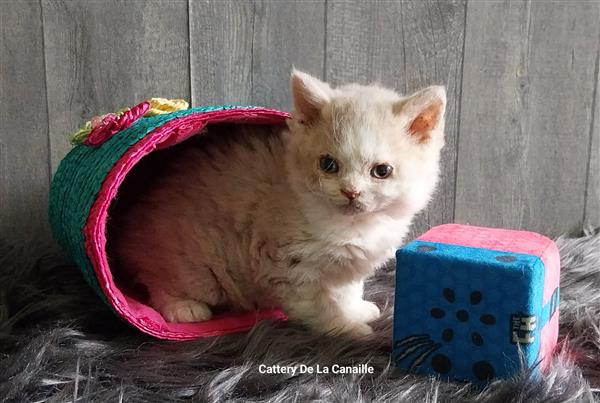 Grote foto superlieve selkirk rex kitten poesjes dieren en toebehoren raskatten korthaar