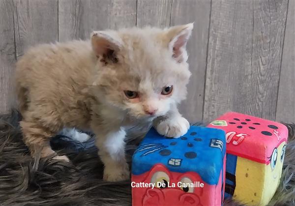 Grote foto superlieve selkirk rex kitten poesjes dieren en toebehoren raskatten korthaar