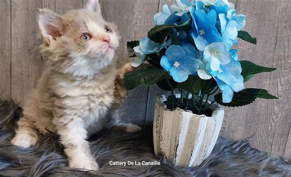 Grote foto superlieve selkirk rex kitten poesjes dieren en toebehoren raskatten korthaar