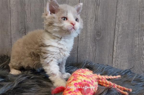 Grote foto superlieve selkirk rex kitten poesjes dieren en toebehoren raskatten korthaar