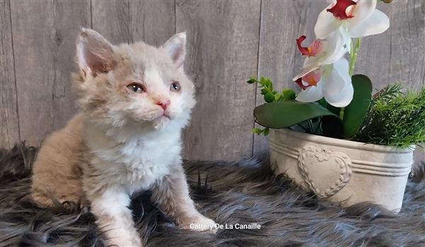 Grote foto superlieve selkirk rex kitten poesjes dieren en toebehoren raskatten korthaar