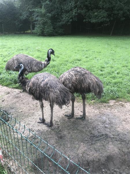 Grote foto 4 tamme emoe s dieren en toebehoren pluimvee