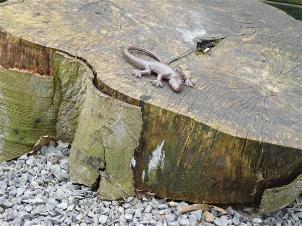 Grote foto mooie hagedis gekko als decoratie gietijzeren salamander tuin en terras tuindecoratie