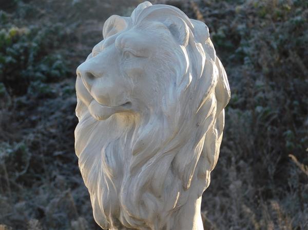 Grote foto mooie zittende leeuw polystone prachtig beeld rechts kijkende. tuin en terras tuindecoratie