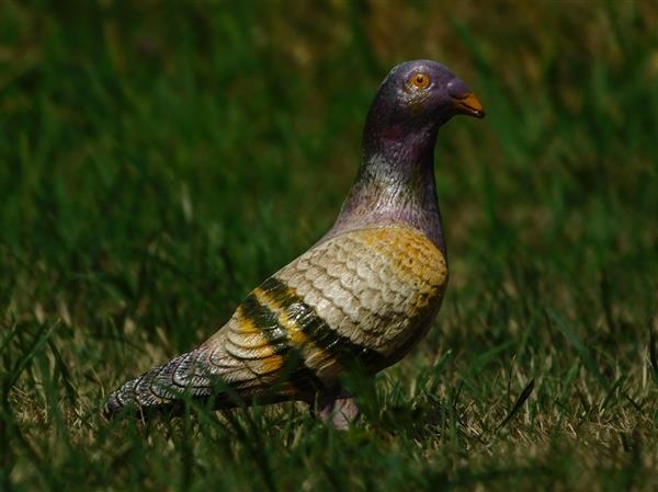 Grote foto duif vol metaal prachtig gekleurd beeldje tuin en terras tuindecoratie