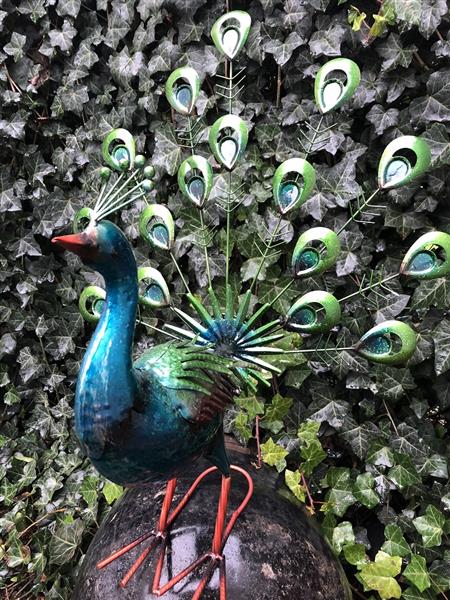 Grote foto prachtige metalen trotse pronkende pauwhaan vol in kleur. tuin en terras tuindecoratie