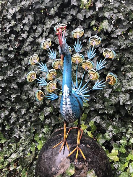 Grote foto prachtige metalen trotse pronkende pauwhaan vol in kleur. tuin en terras tuindecoratie