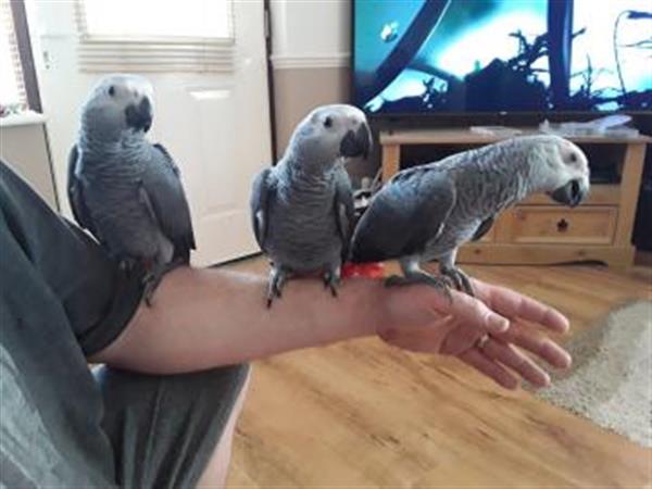 Grote foto macaws african grey amazon cockatoo dieren en toebehoren parkieten en papegaaien