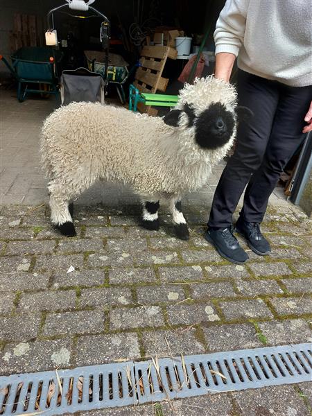 Grote foto walliser schwarznase schapen dieren en toebehoren schapen geiten en varkens